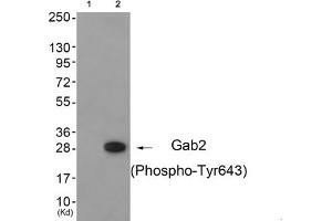 Western blot analysis of extracts from 3T3 cells (Lane 2), using Gab2 (Phospho-Tyr643) Antibody. (GAB2 抗体  (pTyr643))