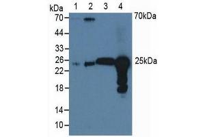 Western blot analysis of (1) Human A549 Cells, (2) Human HeLa cells, (3) Bovine Liver Tissue and (4) Bovine Lung Tissue. (Peroxiredoxin 6 抗体  (AA 1-224))
