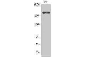 Western Blotting (WB) image for anti-WNK Lysine Deficient Protein Kinase 1 (WNK1) (pThr60) antibody (ABIN3179633) (WNK1 抗体  (pThr60))