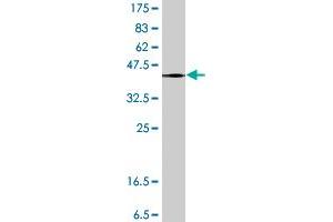 Western Blot detection against Immunogen (38. (MRC2 抗体  (AA 105-214))