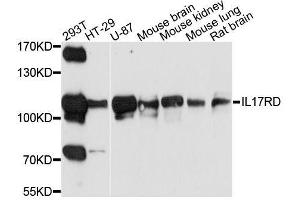 Western blot analysis of extracts of various cell lines, using IL17RD antibody. (IL17RD 抗体  (AA 150-300))
