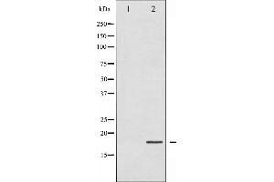 Western blot analysis of 4E-BP1 phosphorylation expression in EGF treated MDA-MB-435 whole cell lysates,The lane on the left is treated with the antigen-specific peptide. (eIF4EBP1 抗体  (pThr45))