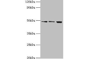 DDX39 Antikörper  (AA 178-427)