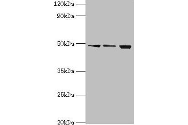 DDX39 Antikörper  (AA 178-427)
