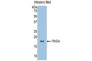 Western Blotting (WB) image for anti-R-Spondin 1 (RSPO1) (AA 136-262) antibody (ABIN1171732) (RSPO1 抗体  (AA 136-262))