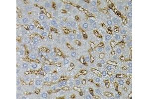 Immunohistochemistry of paraffin-embedded Rat liver using ASAH2 Polyclonal Antibody (ASAH2 抗体)