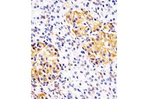 (ABIN390772 and ABIN2841030) staining Hsp 60 in human pancreas sections by Immunohistochemistry (IHC-P - paraformaldehyde-fixed, paraffin-embedded sections). (HSPD1 抗体  (N-Term))
