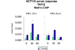 Quiescent human colon carcinoma HCT116 cultures were treated with 10 % FBS for three time points (0, 15, 30min) or (0, 30, 60min) were used in Matrix-ChIP and real-time PCR assays at EGR1 gene (Exon1) and 15kb upstream site.