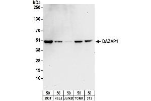 Western Blotting (WB) image for anti-DAZ Associated Protein 1 (DAZAP1) (AA 357-407) antibody (ABIN7449711)