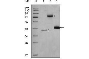 Western Blot showing HDAC3 antibody used against truncated Trx-HDAC3 recombinant protein (1), full length HDAC3-hIgGFc (aa1-428) transfected CHO-K1 cell lysate (2) and Hela cell lysate (3). (HDAC3 抗体  (AA 224-428))