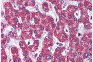 Human Liver (formalin-fixed, paraffin-embedded) stained with ATG7 antibody ABIN305895 at 5 ug/ml followed by biotinylated goat anti-rabbit IgG secondary antibody ABIN481713, alkaline phosphatase-streptavidin and chromogen. (ATG7 抗体  (C-Term))