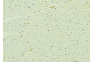 ABIN6276490 at 1/100 staining Mouse liver tissue by IHC-P. (HADH 抗体  (Internal Region))