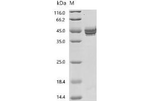 Advanced Glycosylation End Product-Specific Receptor (AGER) (AA 23-343) protein (His tag)