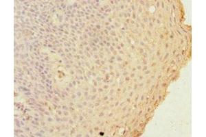 Immunohistochemistry of paraffin-embedded human tonsil tissue using ABIN7154392 at dilution of 1:100 (Grancalcin 抗体  (AA 1-217))