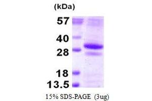 Image no. 1 for Glutathione S-Transferase omega 2 (GSTO2) protein (His tag) (ABIN1098263) (GSTO2 Protein (His tag))