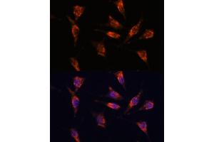 Immunofluorescence analysis of L929 cells using GNPN antibody (ABIN7267399) at dilution of 1:100. (GNPNAT1 抗体  (AA 1-91))