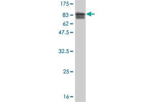 Western Blot detection against Immunogen (81. (TOE1 抗体  (AA 1-510))