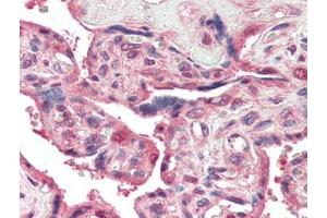 Human Placenta (formalin-fixed, paraffin-embedded) stained with PSENENat 5 µg/ml followed by biotinylated goat anti-rabbit IgG secondary antibody, alkaline phosphatase-streptavidin and chromogen. (PEN2 抗体  (N-Term))