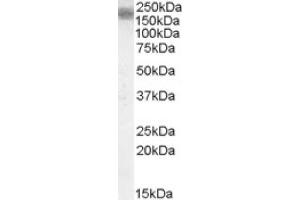 Image no. 1 for anti-Low Density Lipoprotein Receptor-Related Protein 4 (LRP4) (Internal Region) antibody (ABIN375019) (LRP4 抗体  (Internal Region))
