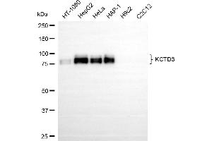 Western blotting analysis using KCTD3 antibody (ABIN7799884). (Recombinant KCTD3 抗体)