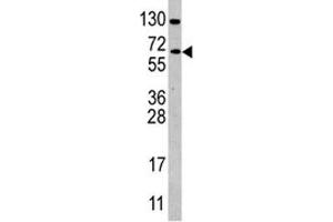 Western blot analysis of CDC25B antibody and Ramos lysate (CDC25B 抗体  (AA 331-360))