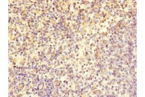 Immunohistochemistry of paraffin-embedded human spleen tissue using ABIN7171457 at dilution of 1:100 (LY9 抗体  (AA 160-360))