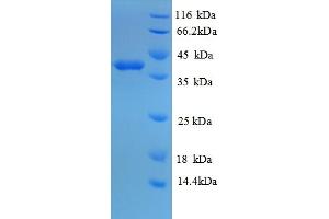 SDS-PAGE (SDS) image for Glutaredoxin 1 (GRX1) (AA 1-106), (full length) protein (GST tag) (ABIN5709589) (Glutaredoxin 1 Protein (GRX1) (AA 1-106, full length) (GST tag))