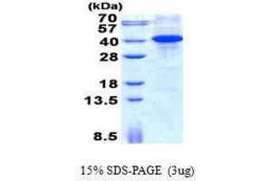 Figure annotation denotes ug of protein loaded and % gel used. (MYD88 蛋白)