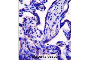 EFCB7 Antibody (C-term) (ABIN658018 and ABIN2846956) immunohistochemistry analysis in formalin fixed and paraffin embedded human placenta tissue followed by peroxidase conjugation of the secondary antibody and DAB staining. (EFCAB7 抗体  (C-Term))