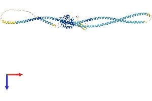 CLEC4F Protein (AA 1-548) (His tag)