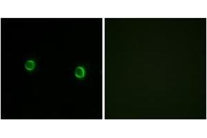 Immunofluorescence analysis of LOVO cells, using OR5AS1 Antibody. (OR5AS1 抗体  (AA 61-110))
