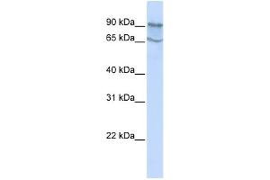 WB Suggested Anti-MAP4K2 Antibody Titration:  0. (MAP4K2 抗体  (N-Term))