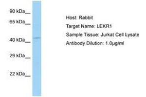 Image no. 1 for anti-Leucine, Glutamate and Lysine Rich 1 (LEKR1) (AA 559-608) antibody (ABIN6750209) (LEKR1 抗体  (AA 559-608))