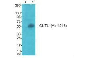 Western blot analysis of extracts from COS7 cells (Lane 2), using APLF (Ab-116) antiobdy. (APLF 抗体  (Ser116))