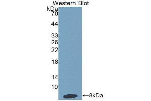 Western Blotting (WB) image for anti-Haptoglobin Related Protein (HPR) (AA 30-85) antibody (ABIN1859194) (HPR 抗体  (AA 30-85))