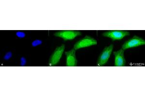 Immunocytochemistry/Immunofluorescence analysis using Rabbit Anti-AHA2 Polyclonal Antibody . (HA2 抗体  (Alkaline Phosphatase (AP)))