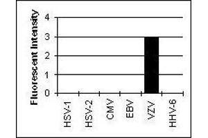 Cross Reactivity Results determined by IFA (Glycoprotein H (gH) 抗体)