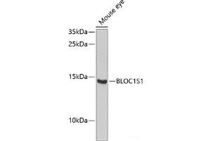 Western blot analysis of extracts of Mouse eye using BLOC1S1 Polyclonal Antibody at dilution of 1:1000. (BLOC1S1 抗体)