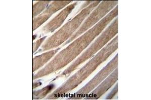 ATG4D Antibody (N-term) (ABIN655395 and ABIN2844943) immunohistochemistry analysis in formalin fixed and paraffin embedded human skeletal muscle followed by peroxidase conjugation of the secondary antibody and DAB staining. (ATG4D 抗体  (N-Term))