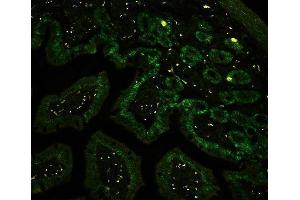 IF analysis of CTBP2 using anti-CTBP2 antibody (ABIN3042768) CTBP2 was detected in paraffin-embedded section of mouse intestine tissues. (CTBP2 抗体  (AA 321-445))