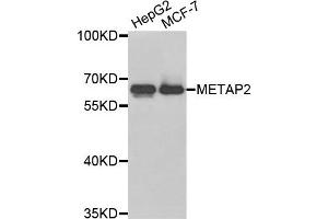 Western blot analysis of extracts of HepG2 and MCF7 cell lines, using METAP2 antibody. (METAP2 抗体)
