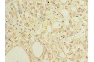 Immunohistochemistry of paraffin-embedded human adrenal gland tissue using ABIN7151982 at dilution of 1:100 (COX4NB 抗体  (AA 1-210))