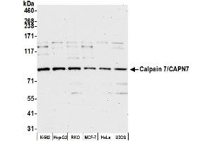 anti-Calpain 7 (CAPN7) (AA 50-100) antibody