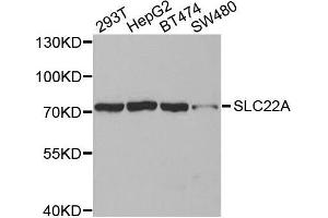 Western blot analysis of extracts of various cell lines, using SLC22A8antibody.
