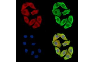 ABIN7097056 and ABIN7101123 staining Hela cells by IF/ICC. (NHLRC2 抗体)