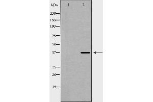 Western blot analysis of Hela whole cell lysates, using COPS5 Antibody. (COPS5 抗体  (Internal Region))