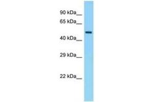 Image no. 1 for anti-Eukaryotic Translation Initiation Factor 5 (EIF5) (C-Term) antibody (ABIN6748326) (EIF5 抗体  (C-Term))