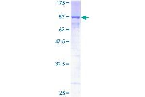 HEXIM1 Protein (AA 1-359) (GST tag)