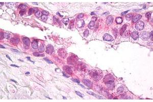 Anti-PSMD11 antibody IHC staining of human prostate.
