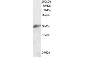 Image no. 1 for anti-Kruppel-Like Factor 8 (KLF8) (N-Term) antibody (ABIN374228) (KLF8 抗体  (N-Term))